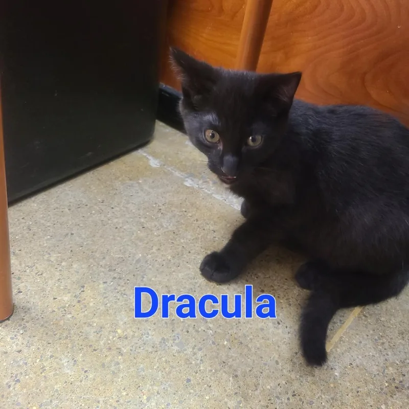 A baby small-sized male Black Domestic Short Hair cat named Dracula for adoption in Hamburg, NY