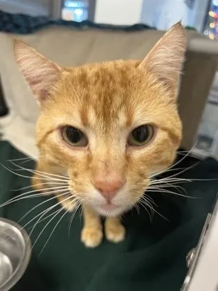 An adult large-sized male Orange / Red Domestic Short Hair cat named Jimmy for adoption in Kansas City, MO