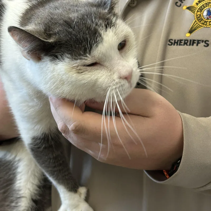 An adult medium-sized male Gray & White Domestic Short Hair cat named Roger for adoption in Charles City, VA