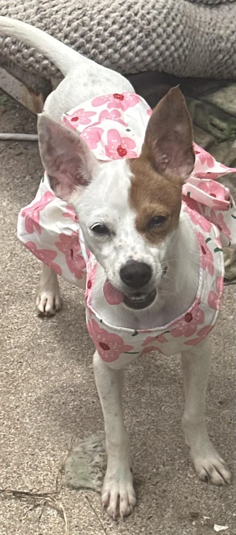 A baby small-sized female White / Cream Fox Terrier dog named Elle for adoption in Liverpool, TX