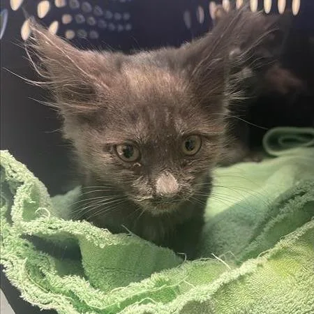 Darwin
