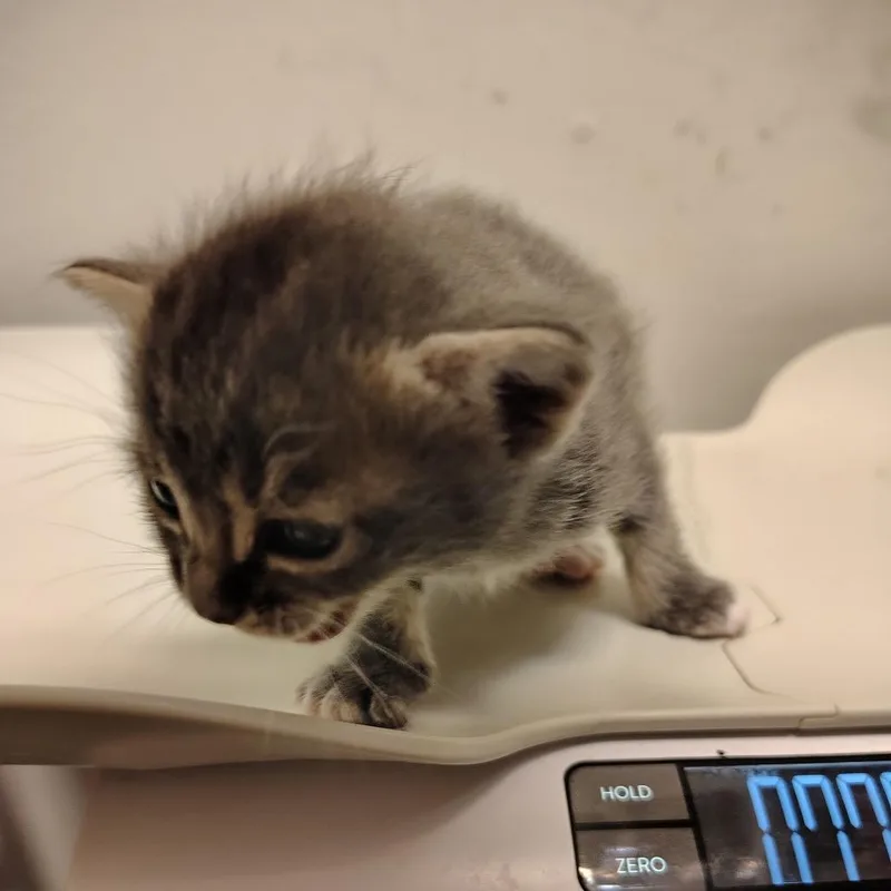 A baby small-sized female Gray / Blue / Silver Domestic Short Hair cat named Misty for adoption in Coos Bay, OR