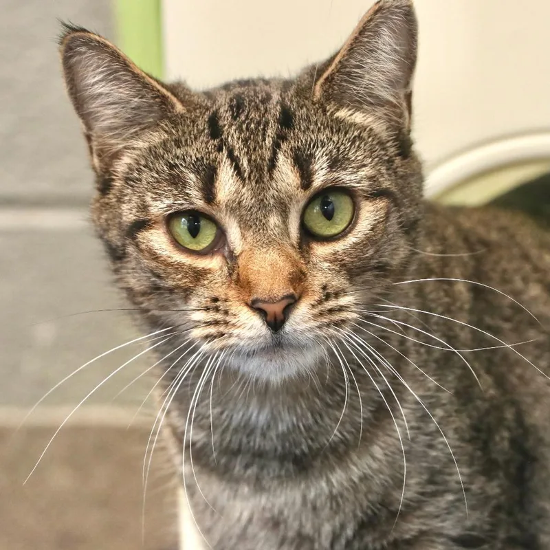 An adult medium-sized female Black Domestic Short Hair cat named Catalie Portman for adoption in Allentown, PA