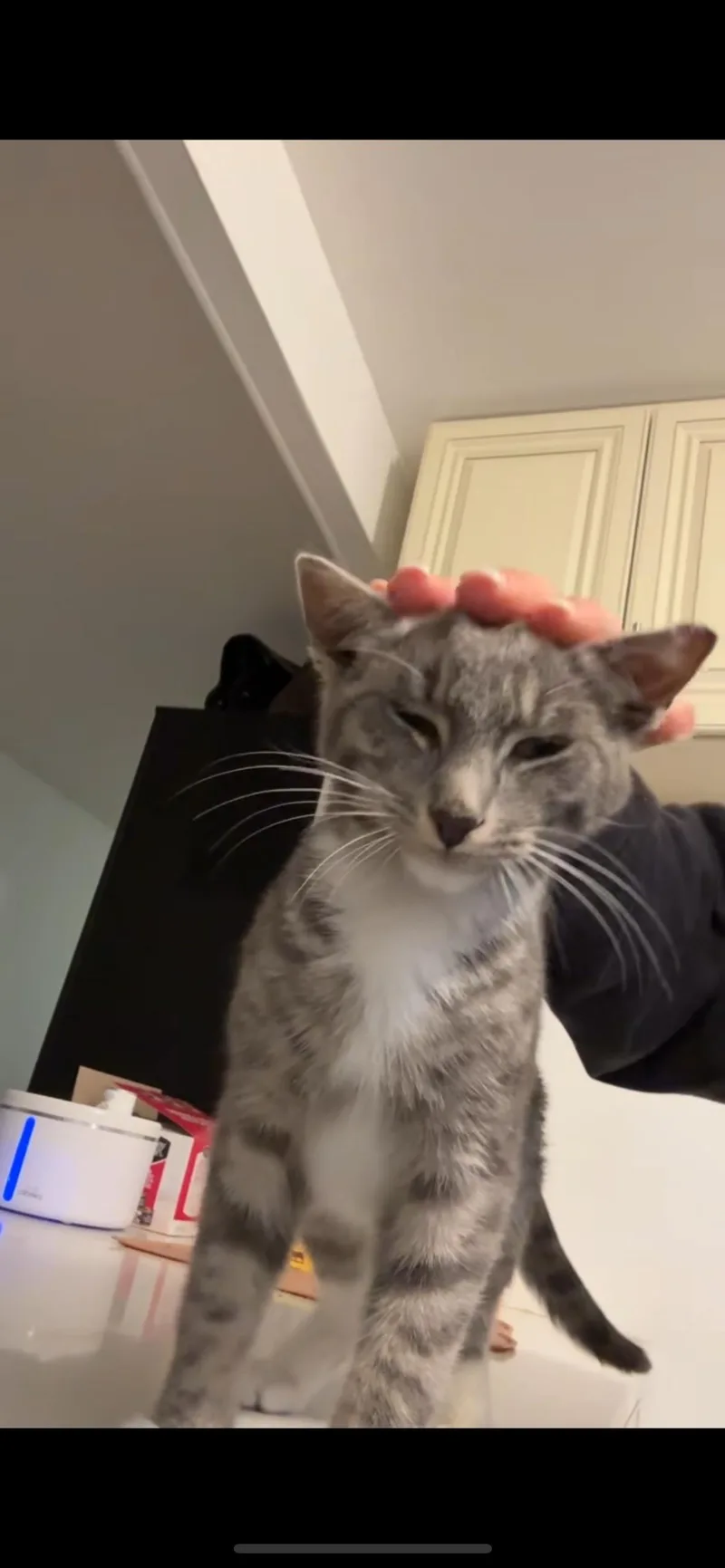 A baby small-sized male Tabby (Gray / Blue / Silver) Domestic Short Hair cat named Jackpot for adoption in South Ozone Park, NY