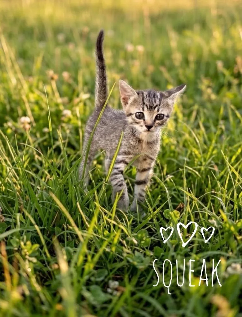 A baby medium-sized male Domestic Short Hair cat named Squeak for adoption in Claremore, OK