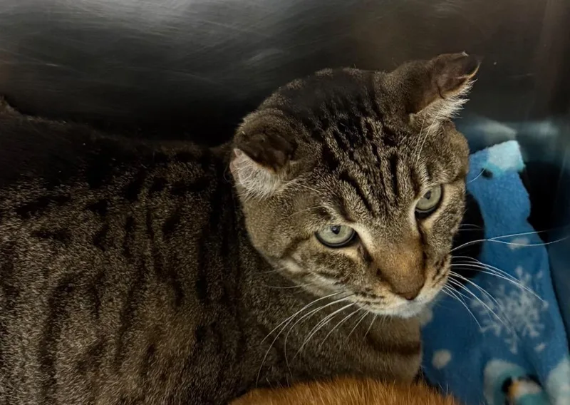A senior large-sized female Domestic Short Hair cat named Catlynn for adoption in Belton, TX