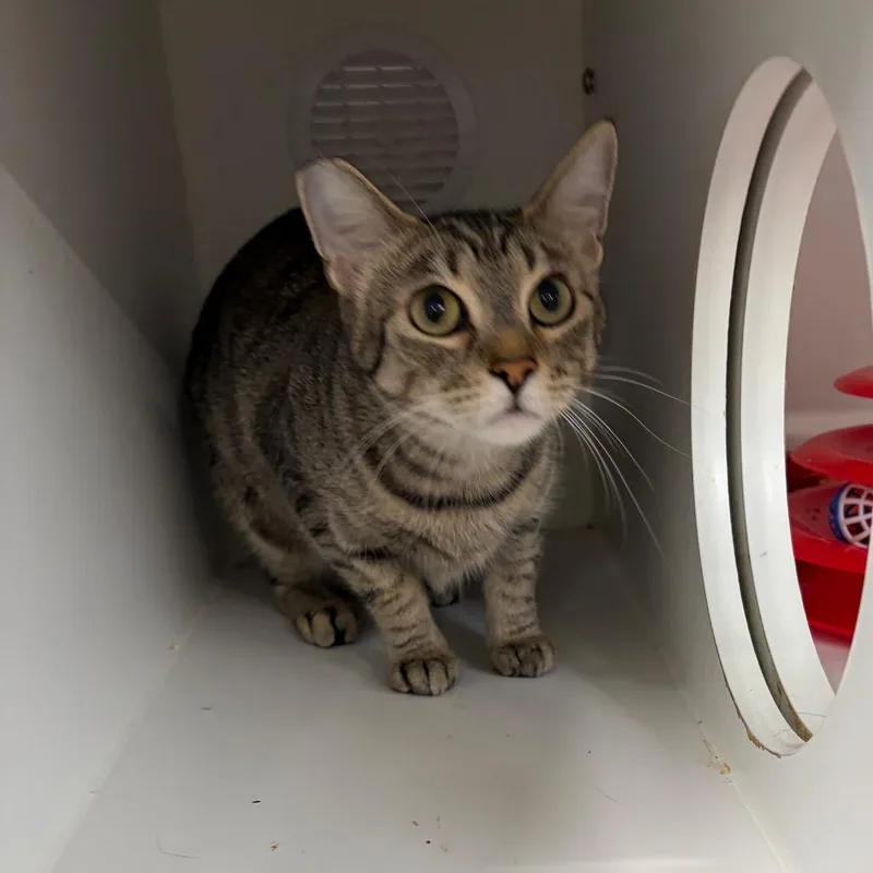 An adult medium-sized female Brown / Chocolate Domestic Short Hair cat named Yumi for adoption in Long Beach, CA