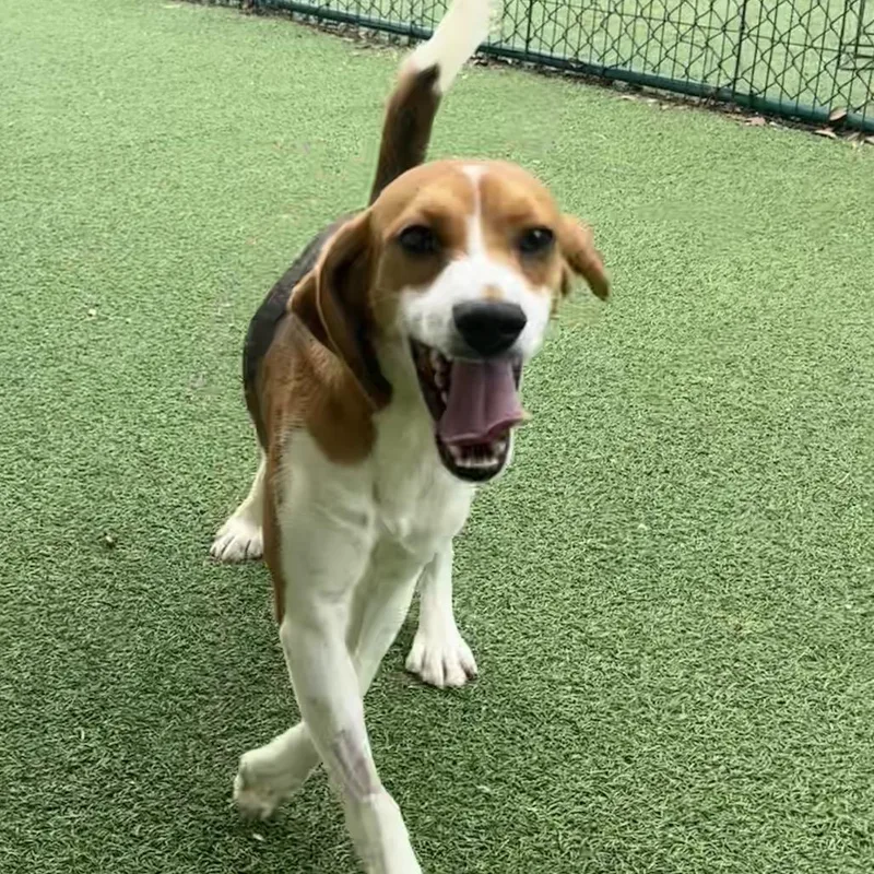 An adult small-sized male Beagle dog named Tim for adoption in Lauderhill, FL