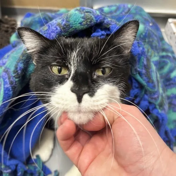 An adult medium-sized male Domestic Short Hair cat named Stitch  Bonded Buddy for adoption in Des Moines, IA