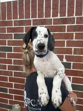 A baby large-sized male Mixed Breed dog named Ford for adoption in Manteo, NC
