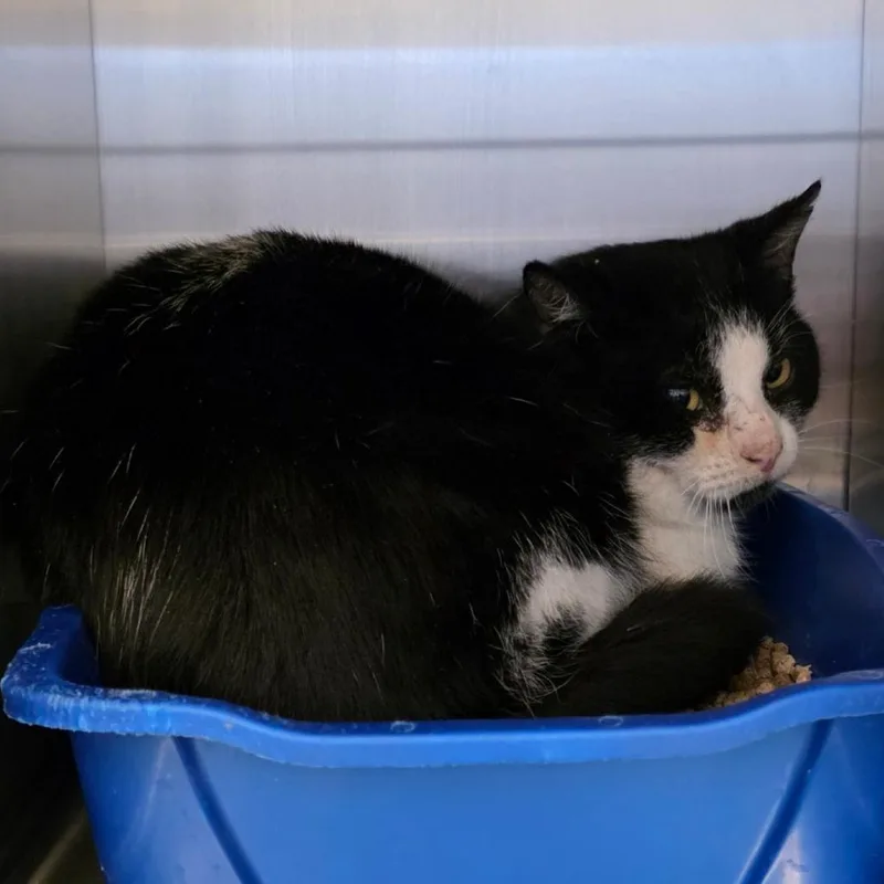 Mr. Smee thumbnail 2