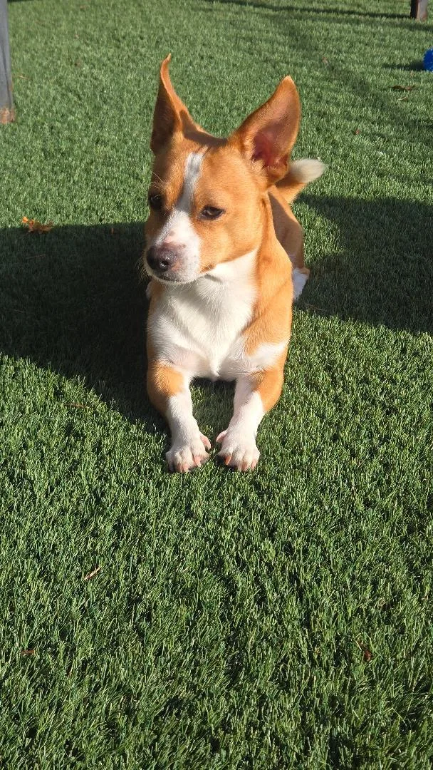 A young small-sized male Chihuahua dog named Rocky for adoption in Amity, OR