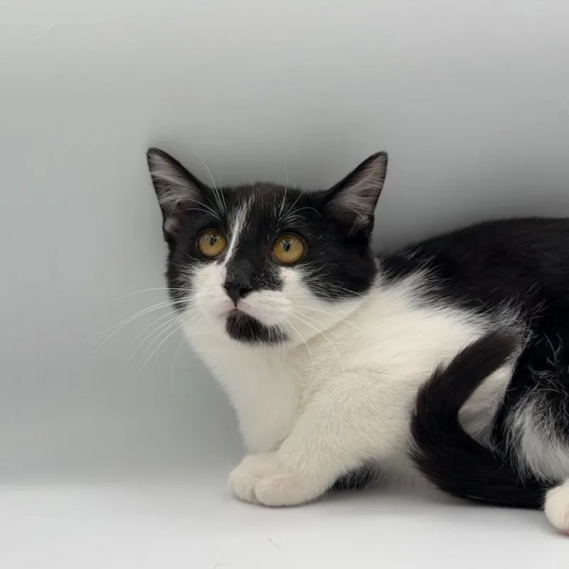 A baby medium-sized male Domestic Short Hair cat named Chance for adoption in State College, PA