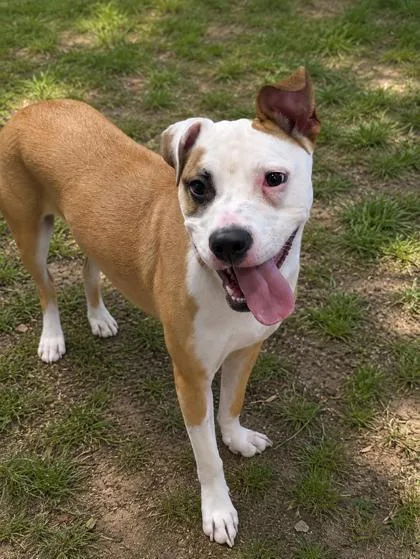 An adult medium-sized female Golden American Staffordshire Terrier dog named Daisy for adoption in Inverness, FL