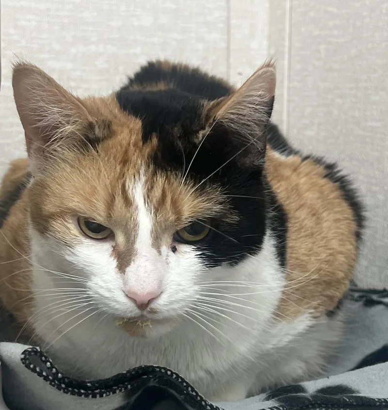 An adult medium-sized female Calico cat named Mustang for adoption in Salem, NH