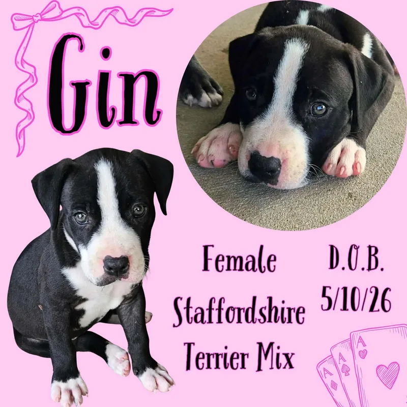 A baby medium-sized female Black American Staffordshire Terrier dog named Gin for adoption in Caldwell, TX