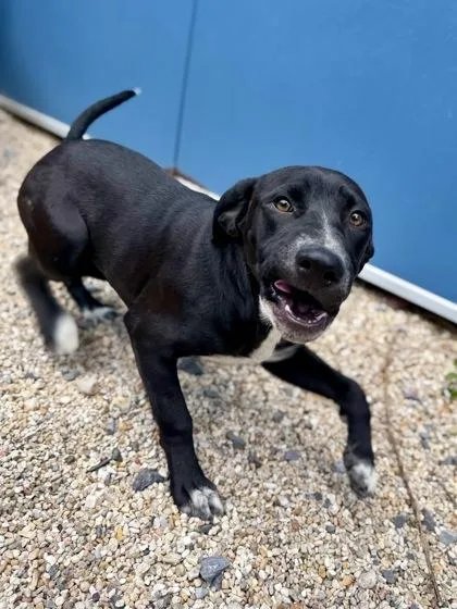 An adult medium-sized female Labrador Retriever dog named Lea for adoption in New Orleans, LA