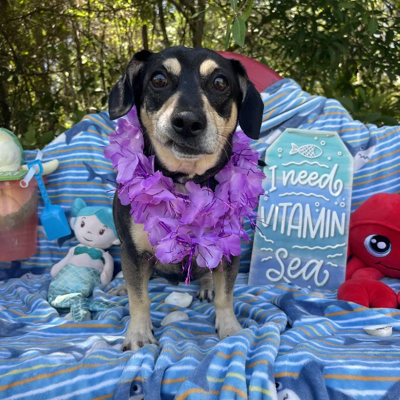 An adult small-sized male Dachshund dog named Milo for adoption in Sebring, FL
