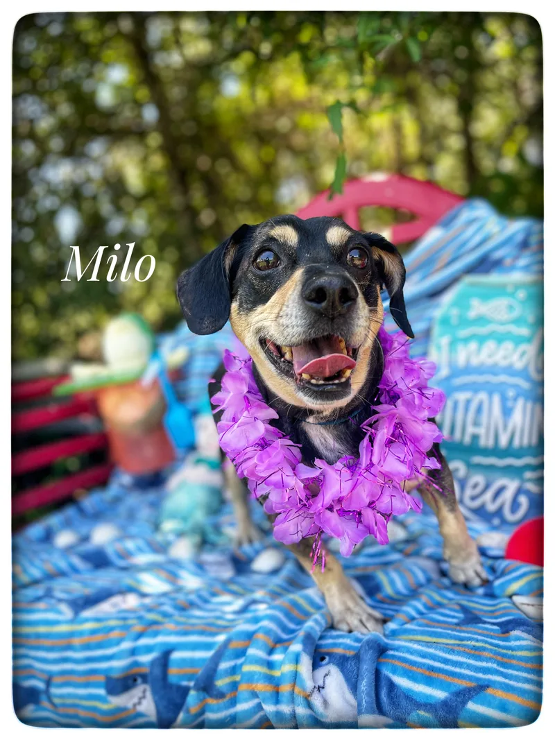 Milo thumbnail 5