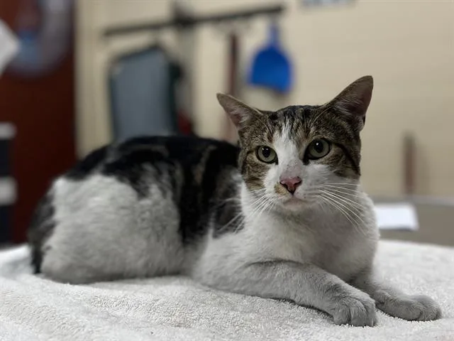 A young small-sized male Domestic Short Hair cat named Bristle for adoption in Aliquippa, PA