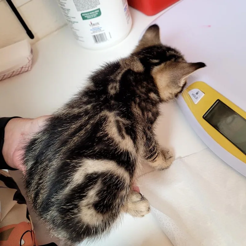 A baby small-sized male Domestic Short Hair cat named Benny for adoption in Allyn, WA
