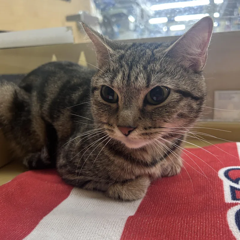 A young medium-sized female Tabby (Brown / Chocolate) Domestic Short Hair cat named Nugget for adoption in Worcester, MA