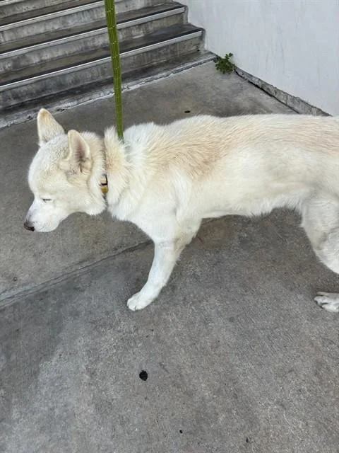 An adult large-sized male Siberian Husky dog named Tundra for adoption in Miami, FL