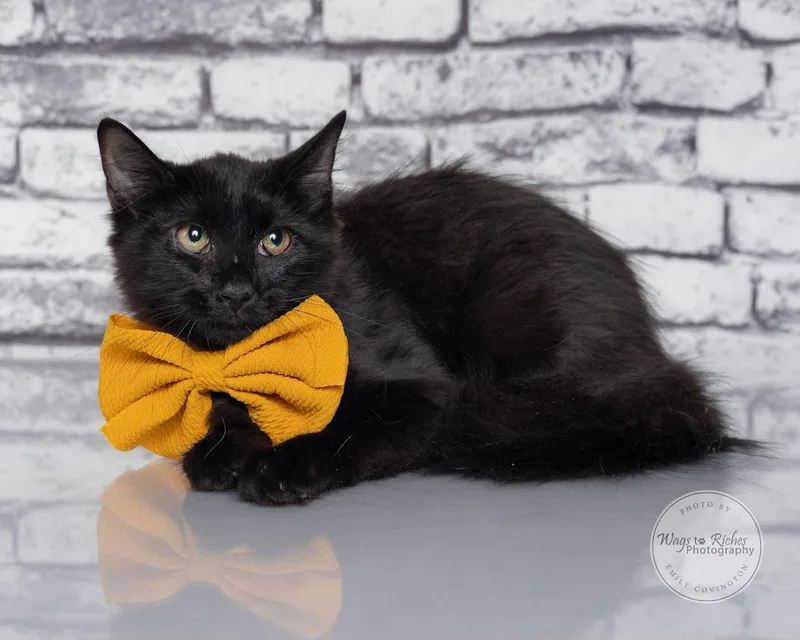 A baby medium-sized female Black Domestic Medium Hair cat named Jill for adoption in Tuscaloosa, AL