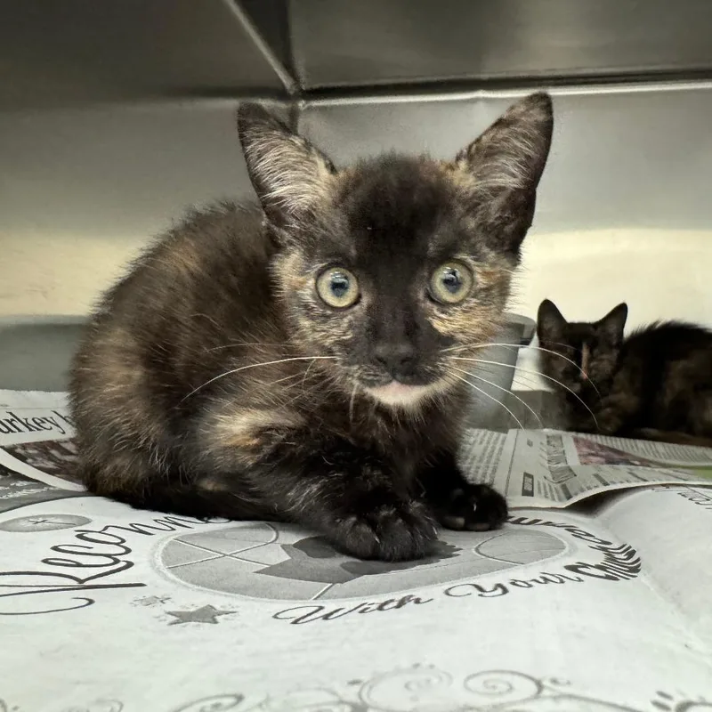 A baby small-sized female Domestic Short Hair cat named Buttercup for adoption in Auburn, AL