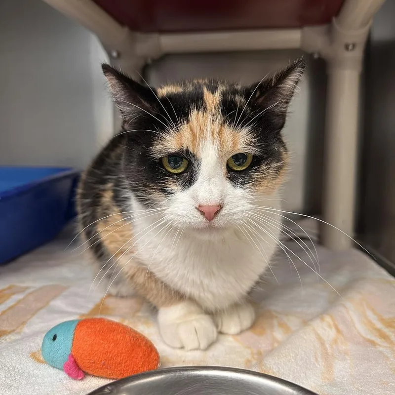 An adult medium-sized female Calico Domestic Short Hair cat named Angelina for adoption in Chippewa Falls, WI