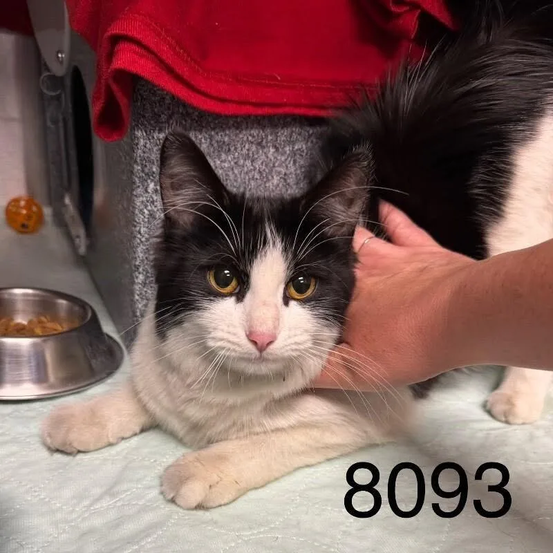 A young medium-sized female Black Domestic Medium Hair cat named Kessy for adoption in St. Paul, MN