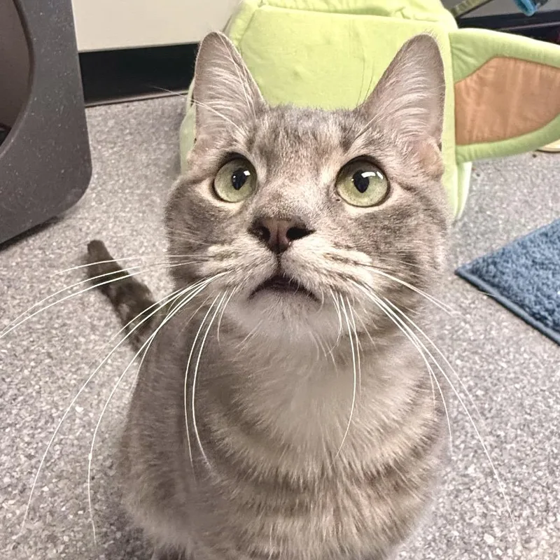 An adult small-sized male Gray / Blue / Silver Domestic Short Hair cat named Mr.Grey for adoption in Zimmerman, MN