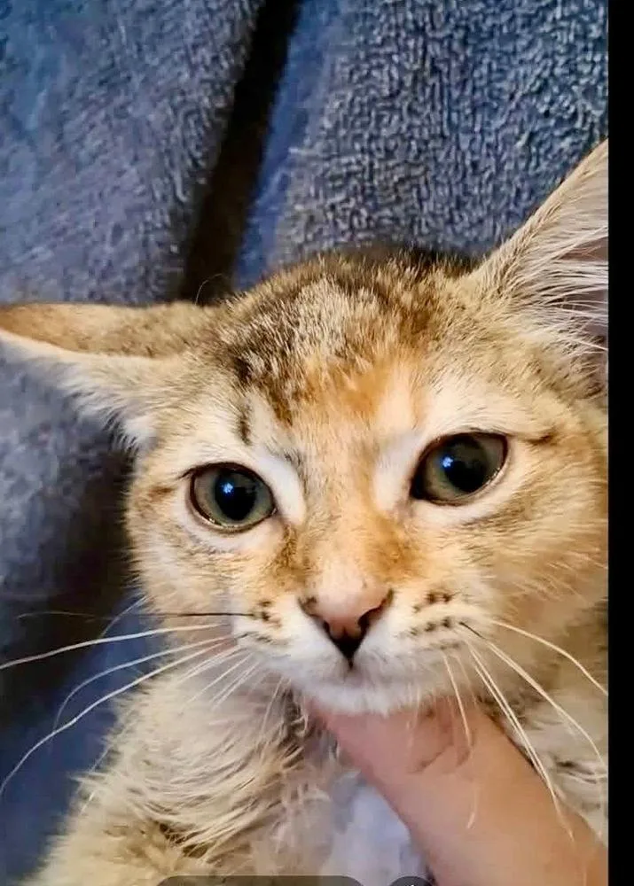 A baby small-sized female Tabby (Orange / Red) Domestic Medium Hair cat named Sky for adoption in Shawnee, OK