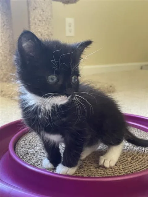 A baby small-sized male Domestic Short Hair cat named Socks for adoption in Chapel Hill, NC