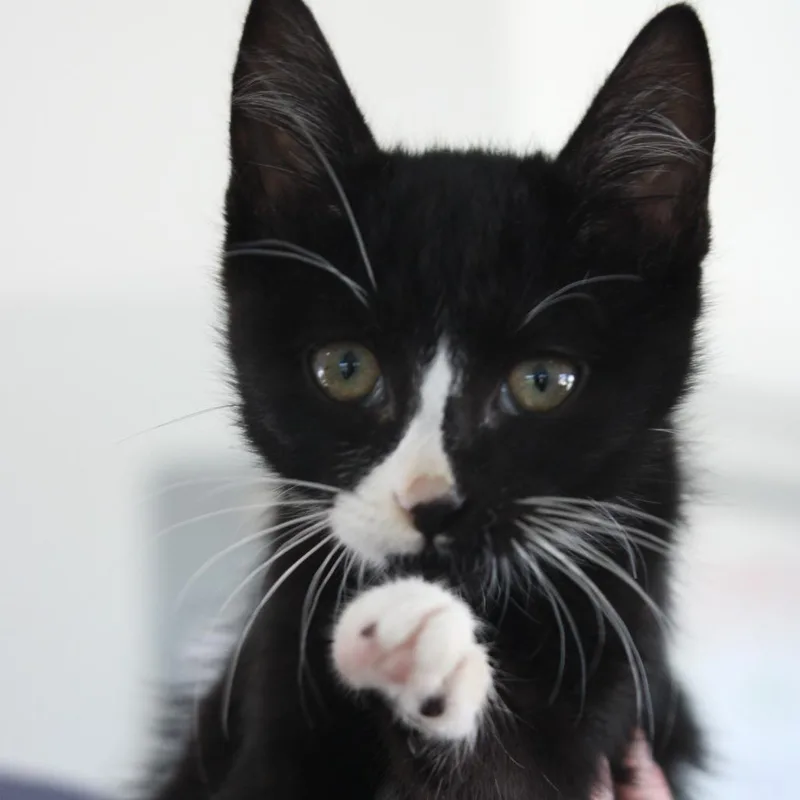 A baby small-sized male Black Domestic Short Hair cat named Gill for adoption in Chapel Hill, NC