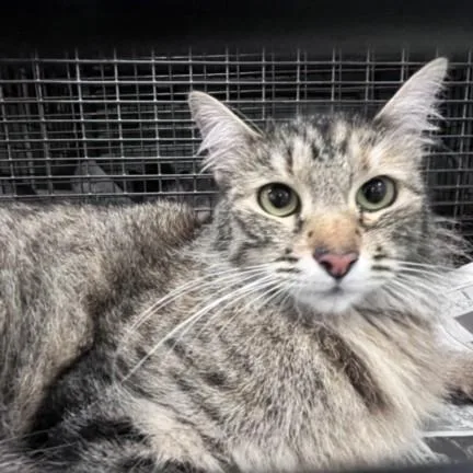 An adult medium-sized female Domestic Medium Hair cat named Moira Rose for adoption in Los Angeles, CA