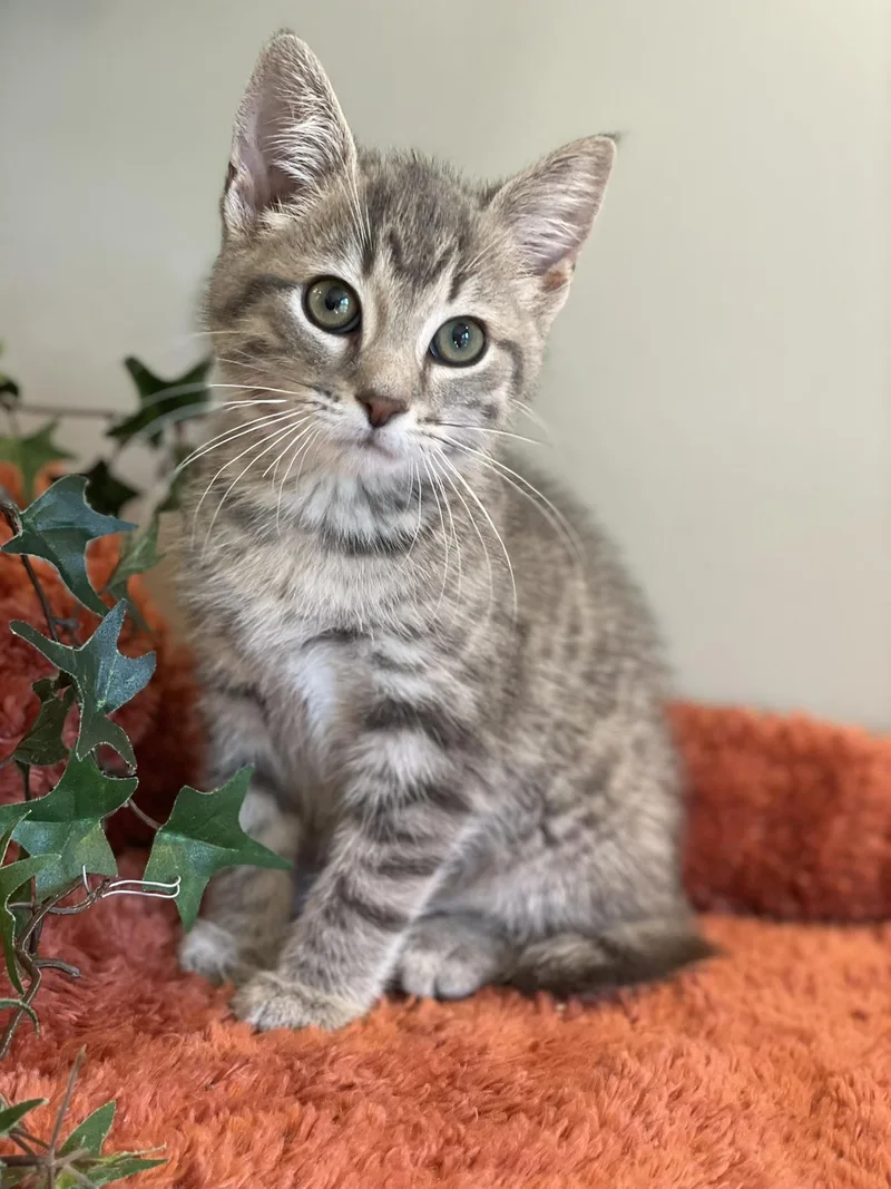 A baby medium-sized male Manx cat named Roo for adoption in Taylor, MI