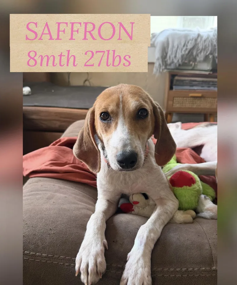 Saffron thumbnail 2