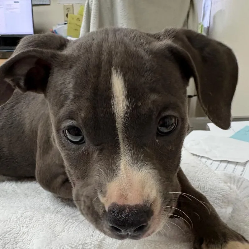 A baby medium-sized female Gray / Blue / Silver English Bulldog dog named Remi for adoption in Lakeland, FL