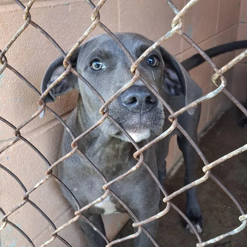 A baby medium-sized male Pit Bull Terrier dog named Roll for adoption in Gautier, MS