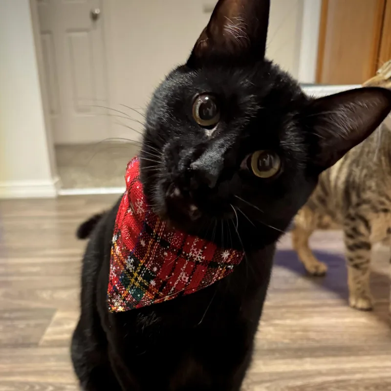 Huckleberry thumbnail 2