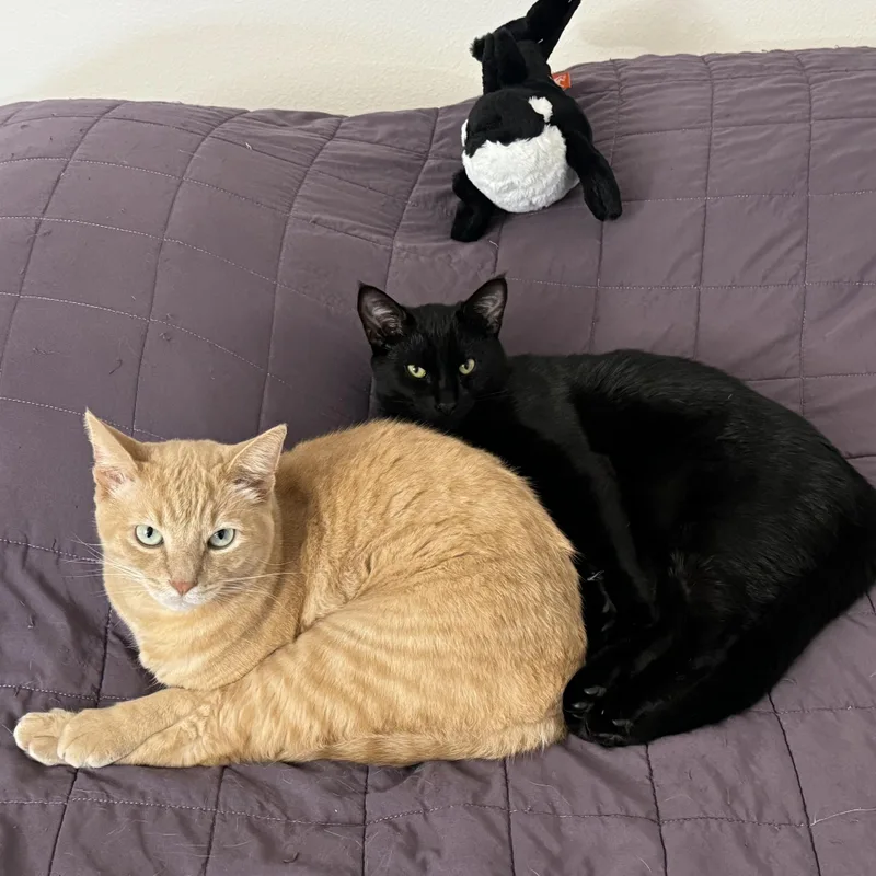 Huckleberry thumbnail 3