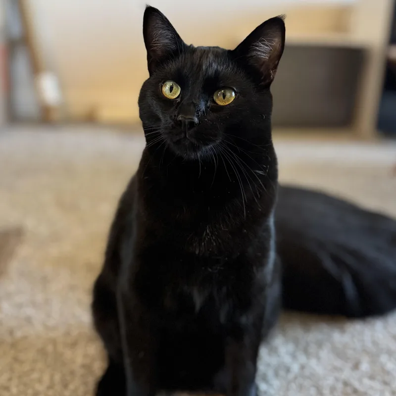 Huckleberry thumbnail 4