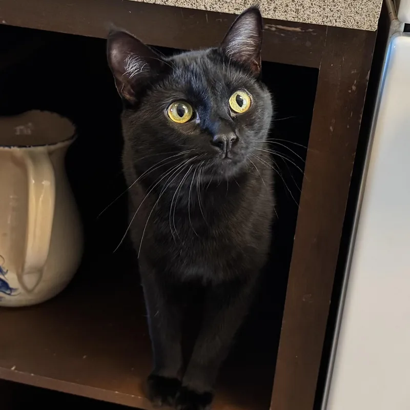 Huckleberry thumbnail 5