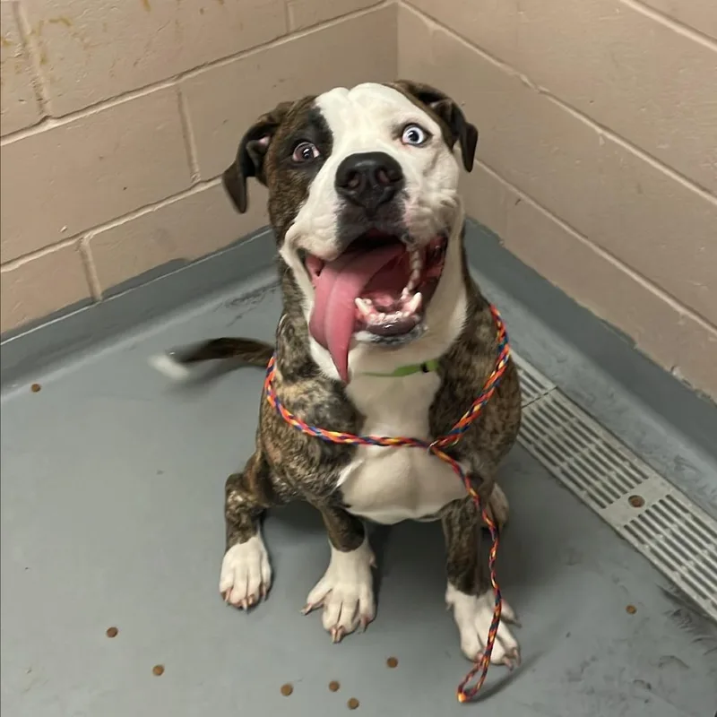 A young large-sized male Presa Canario dog named Kojo for adoption in Tacoma, WA
