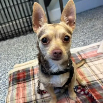 A young small-sized male Brown / Chocolate Chihuahua dog named Bingo for adoption in Phoenixville, PA