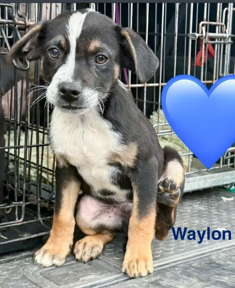 Waylon thumbnail 2