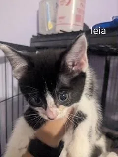 A baby small-sized female Black & White / Tuxedo Domestic Short Hair cat named Leia for adoption in Ruskin, FL