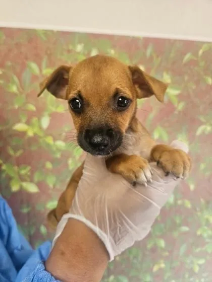 A young small-sized female Chihuahua dog named Piccola for adoption in San Antonio, TX
