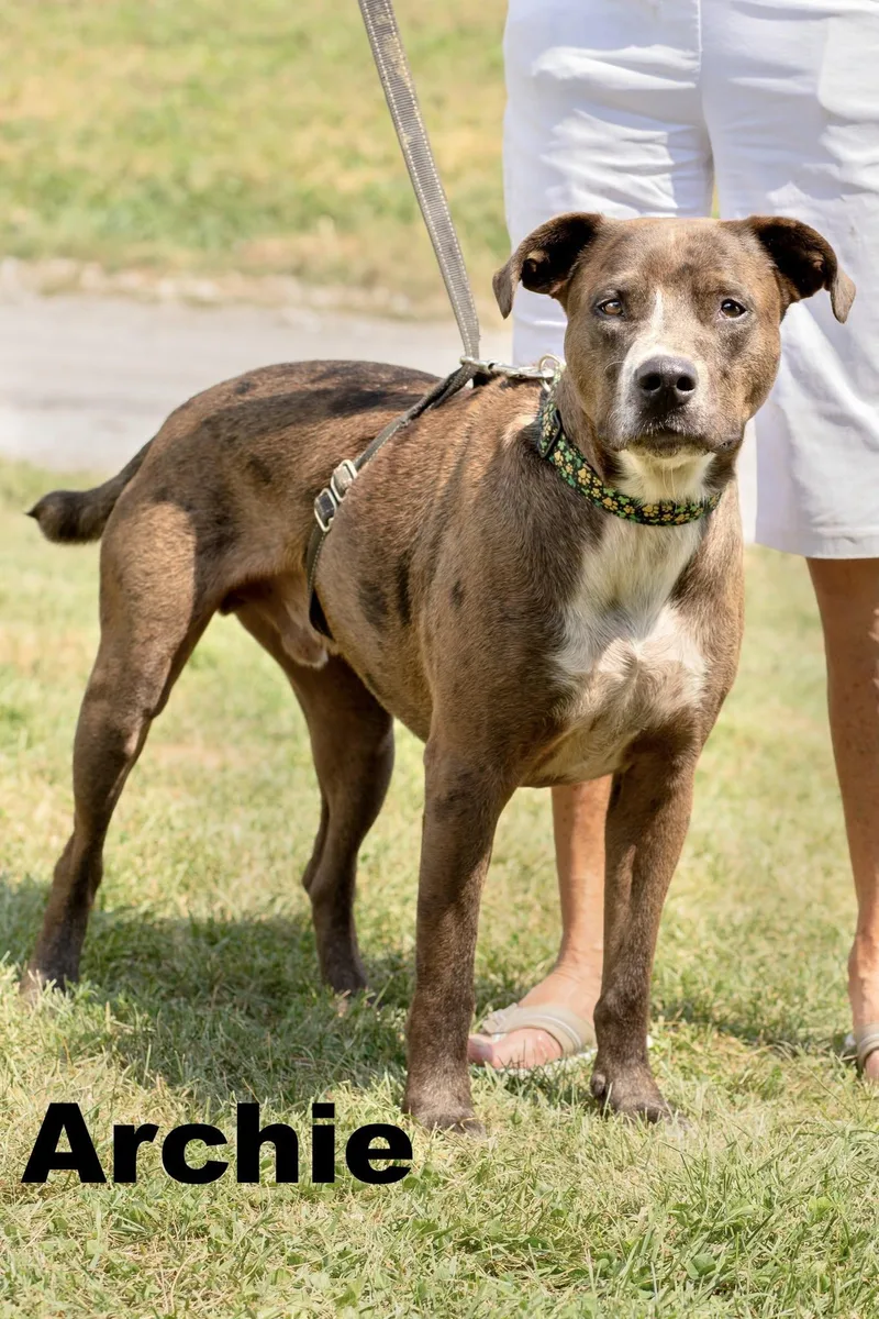An adult large-sized male Brindle Mixed Breed dog named Archie for adoption in Macomb, IL